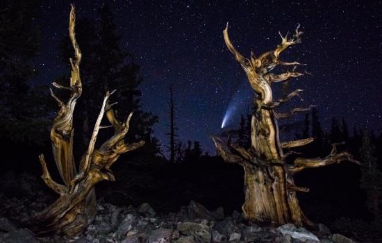 Picture of Comet behind bristlecone- Charles Reed